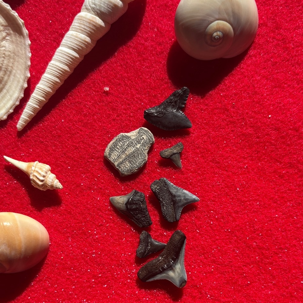 Natural Seashell Collection - Picture 4 of 10